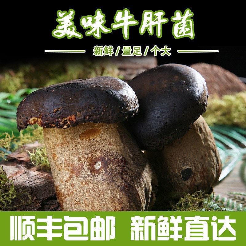 源产地批发食用菌云南新鲜牛肝菌菇鲜货散装美味牛肝菌煲汤鲜