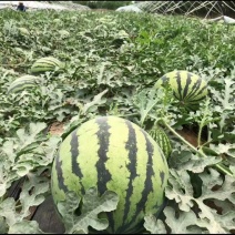 陕西渭南美都西瓜新鲜大量上市，一手货源视频看货