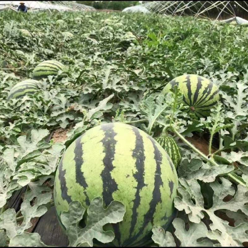 陕西渭南美都西瓜新鲜大量上市，一手货源视频看货
