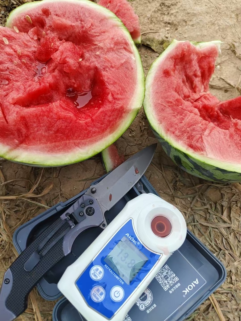 陕西渭南美都西瓜新鲜大量上市，一手货源视频看货