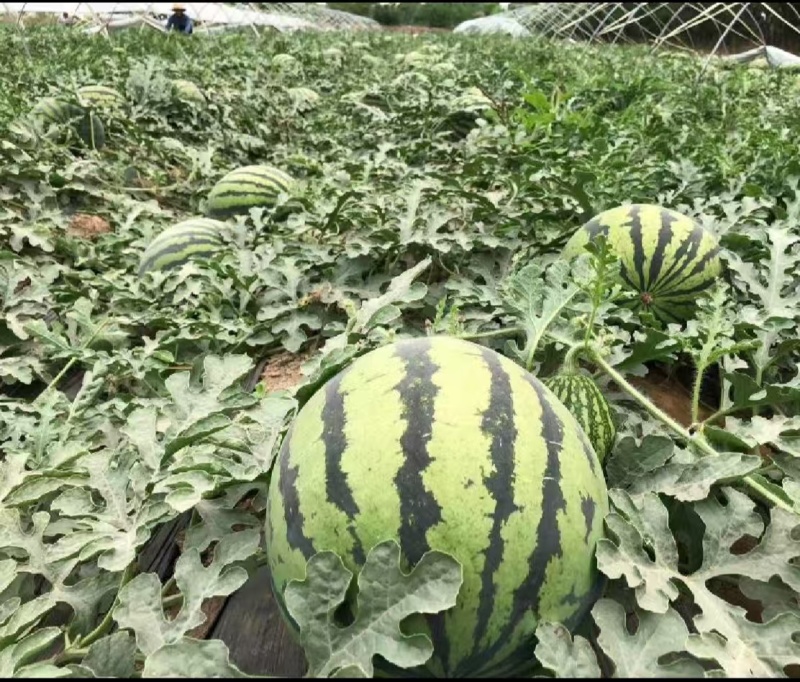 陕西渭南美都西瓜新鲜大量上市，一手货源视频看货