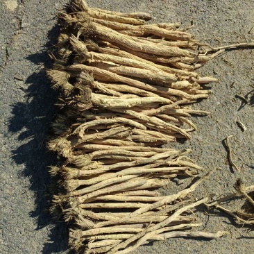 甜口防风，去尾，带头的，无硫，地摊推荐产品，质量有保障