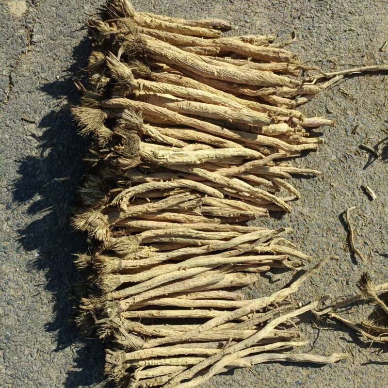 甜口防风，去尾，带头的，无硫，地摊推荐产品，质量有保障