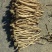 甜口防风，去尾，带头的，无硫，地摊推荐产品，质量有保障