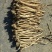 甜口防风，去尾，带头的，无硫，地摊推荐产品，质量有保障
