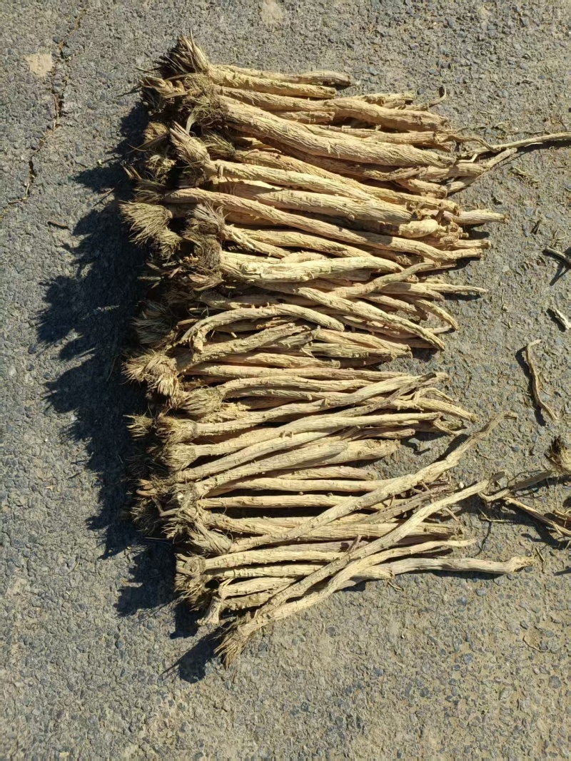 甜口防风，去尾，带头的，无硫，地摊推荐产品，质量有保障