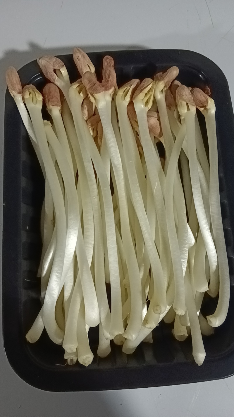 新鲜花生芽