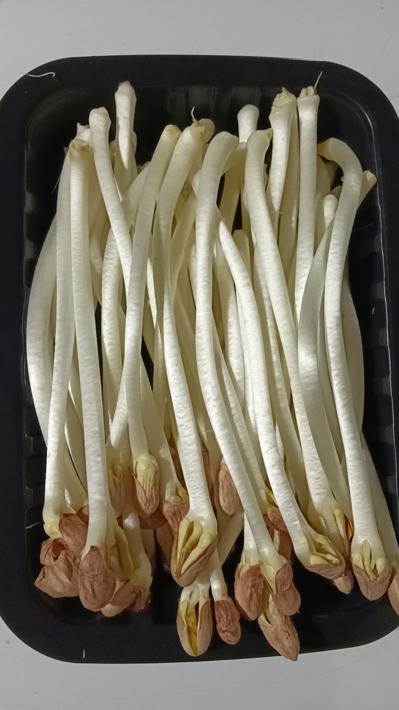 新鲜花生芽