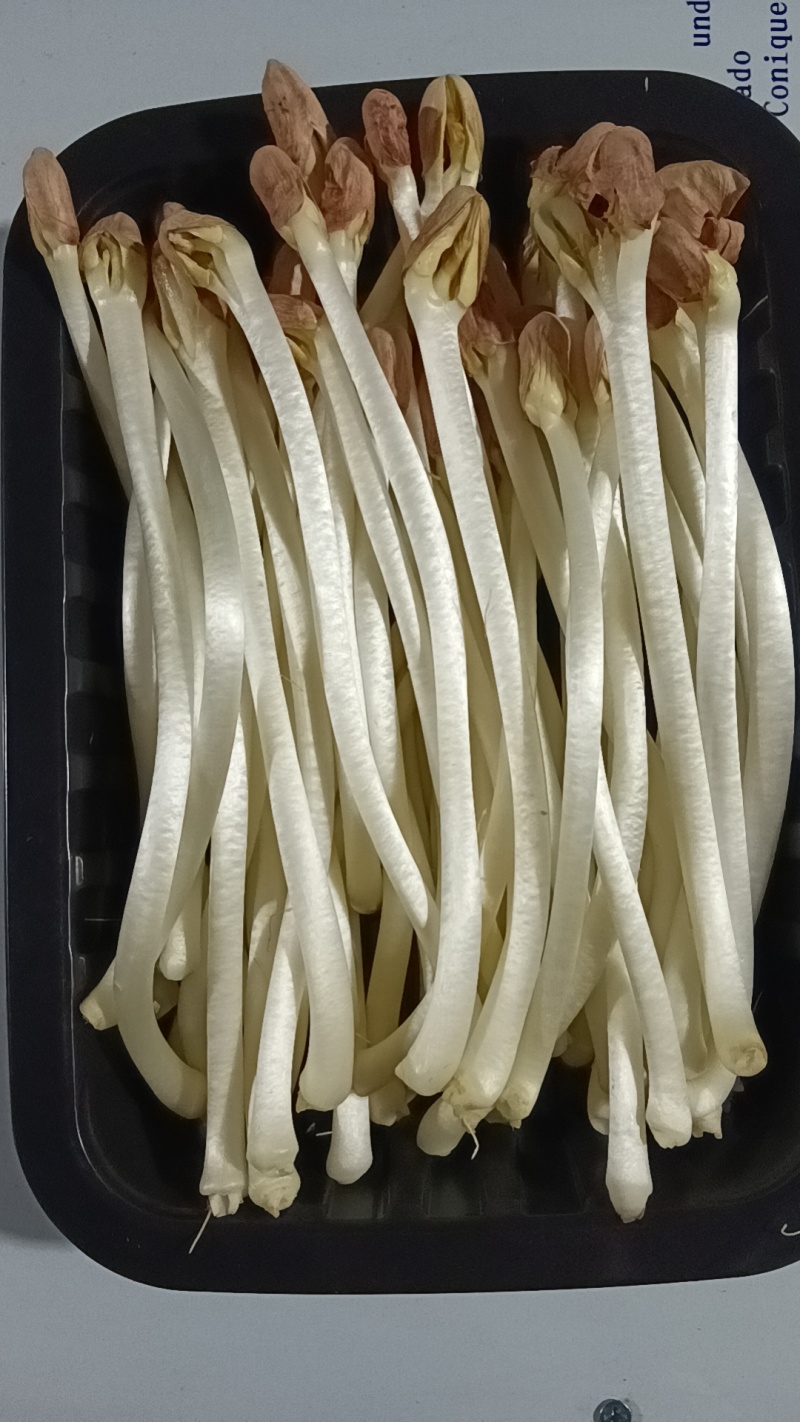 新鲜花生芽