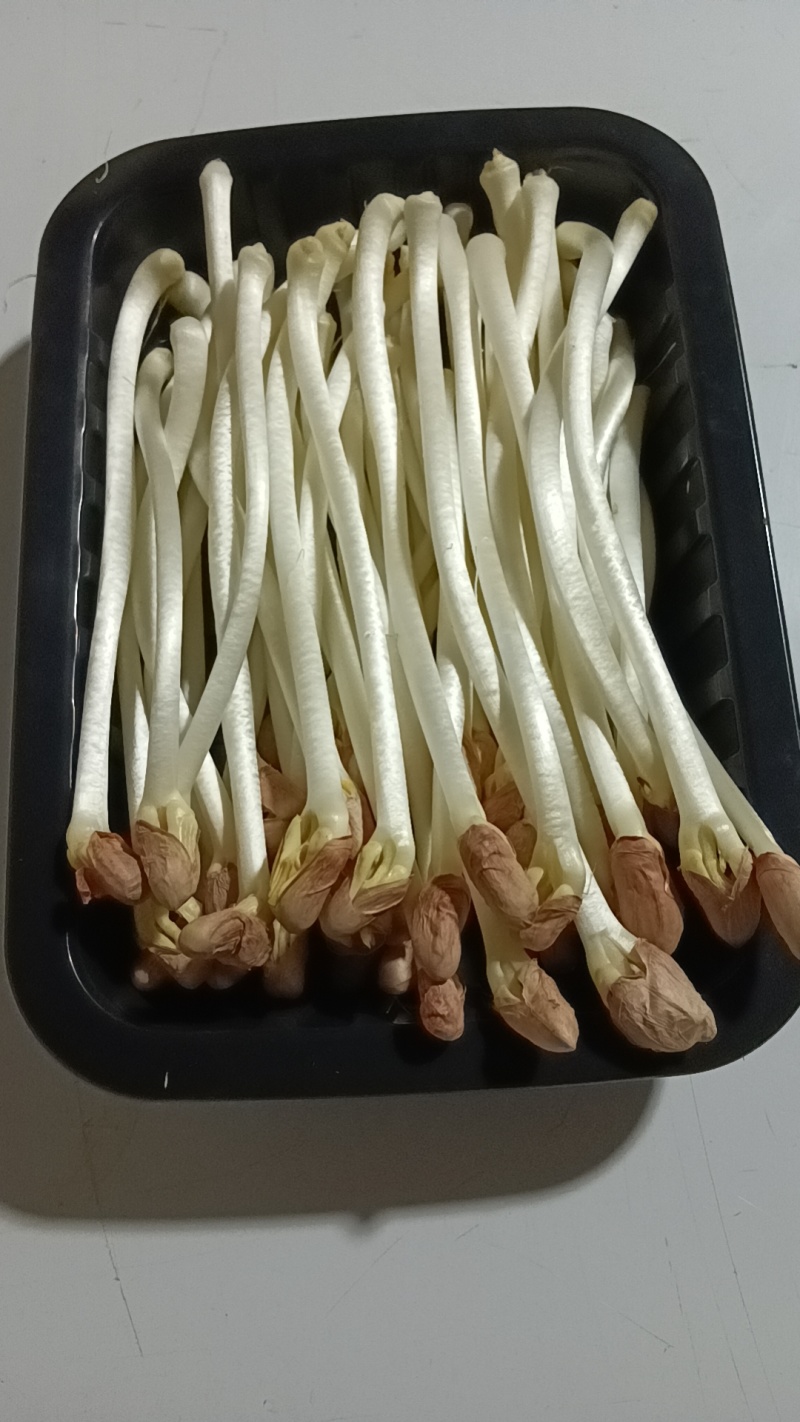 新鲜花生芽
