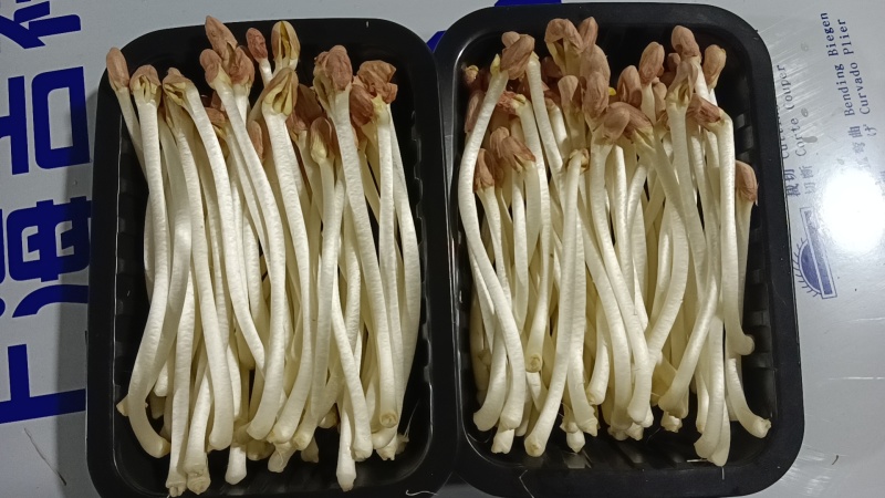 新鲜花生芽