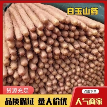 白玉山药品质保障量大从优牛商推荐货源充足