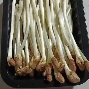 新鲜花生芽