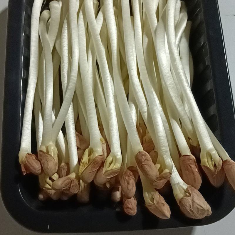 新鲜花生芽