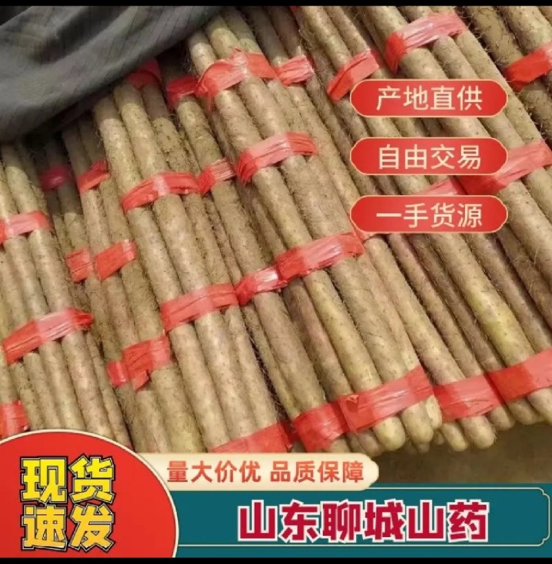 白玉山药品质保障量大从优牛商推荐货源充足