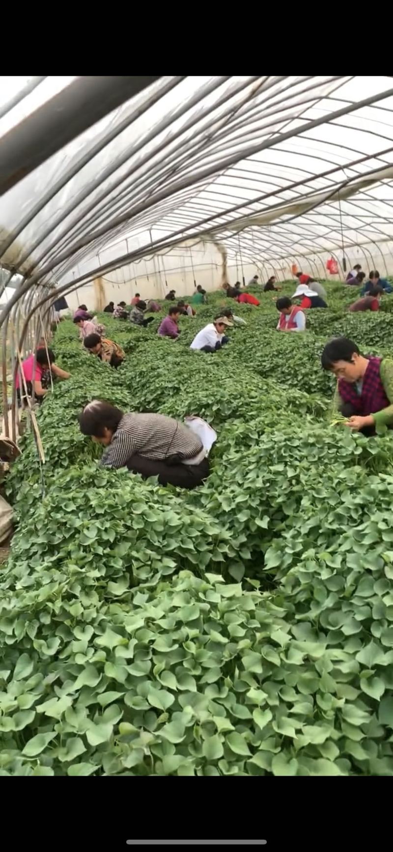 秦薯5号原原种红薯苗，短蔓型红薯【基地直供】