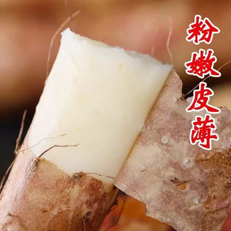 河北小白嘴山药，货源充足，供货稳定，欢迎全国采购商咨询
