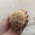 竹茹球竹茹丝现货供应实物实拍批发各种中药材