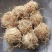 竹茹球竹茹丝现货供应实物实拍批发各种中药材