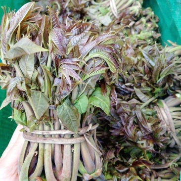 山香椿，一茬，二茬香椿，可代办，可以电商代发