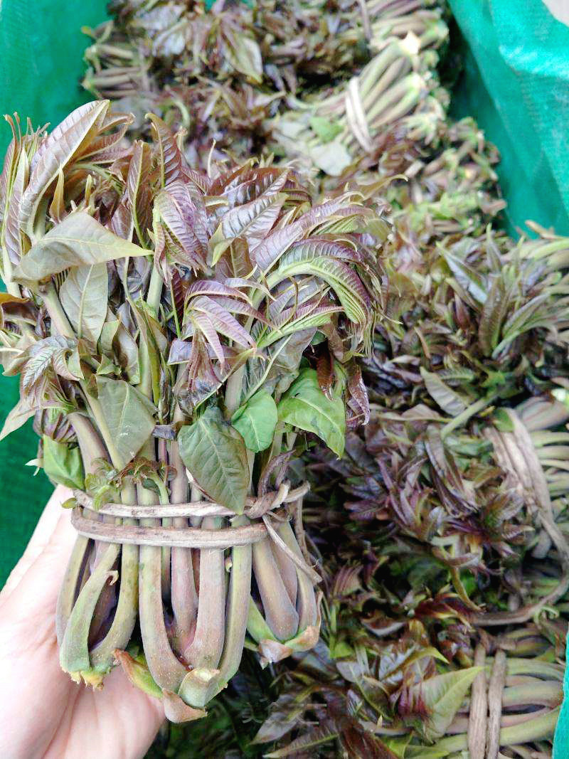 山香椿，一茬，二茬香椿，可代办，可以电商代发