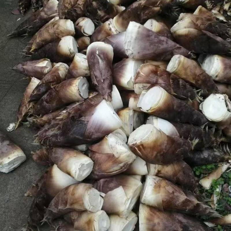 春笋春笋大量上市，现挖现发，大量供应，宜宾山咔咔头的宝贝