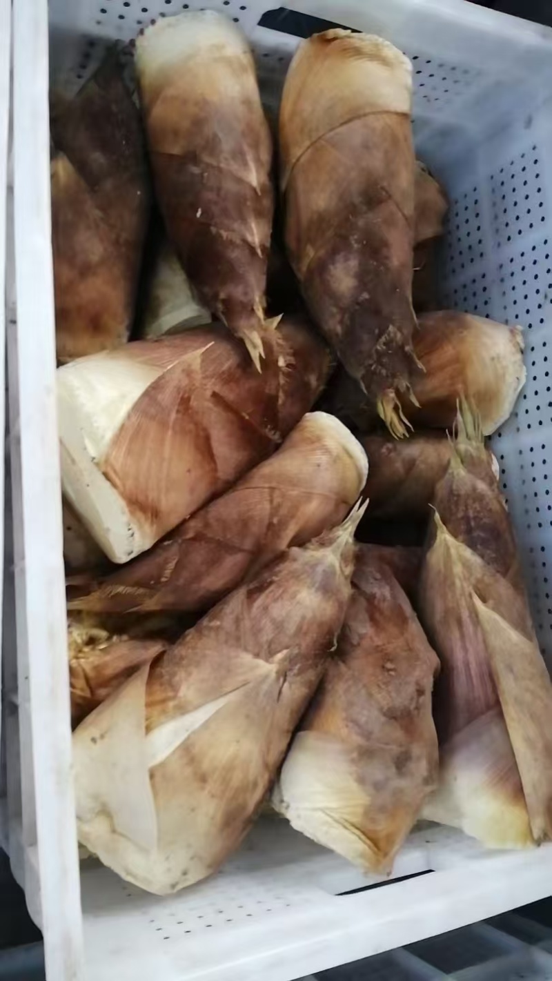 春笋春笋大量上市，现挖现发，大量供应，宜宾山咔咔头的宝贝