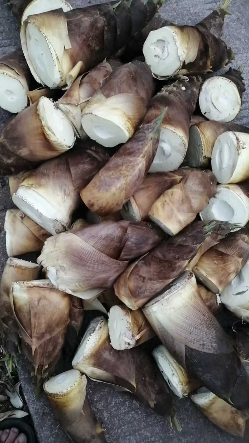春笋春笋大量上市，现挖现发，大量供应，宜宾山咔咔头的宝贝