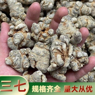 云南文山大货三七头水洗无蜡三七片产地药材批发全干可打粉田