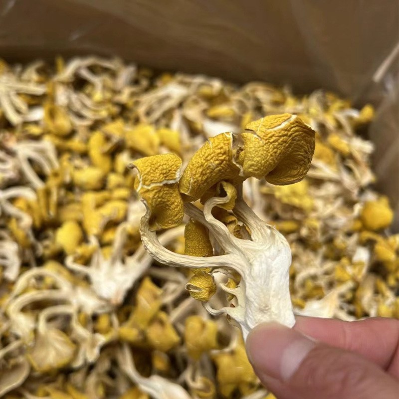 云南特产鸡油菌干蘑菇鸡油菌食用菌榆黄菇干货基地直销