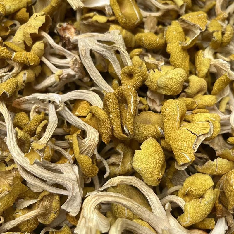 云南特产鸡油菌干蘑菇鸡油菌食用菌榆黄菇干货基地直销