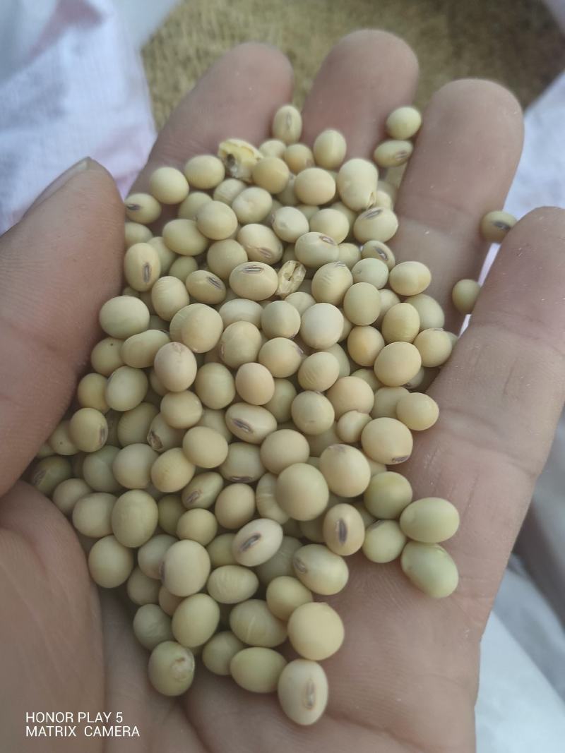 黄豆