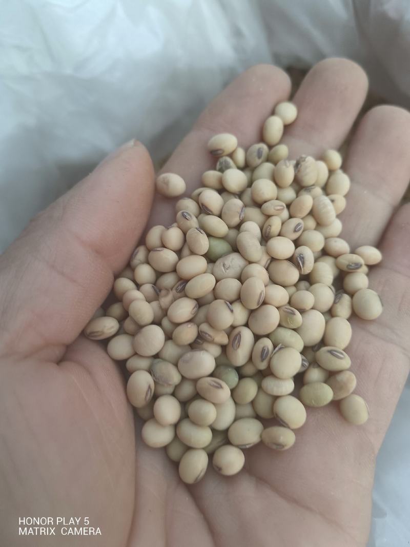 黄豆
