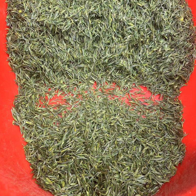 浙江湖州安吉白茶头采