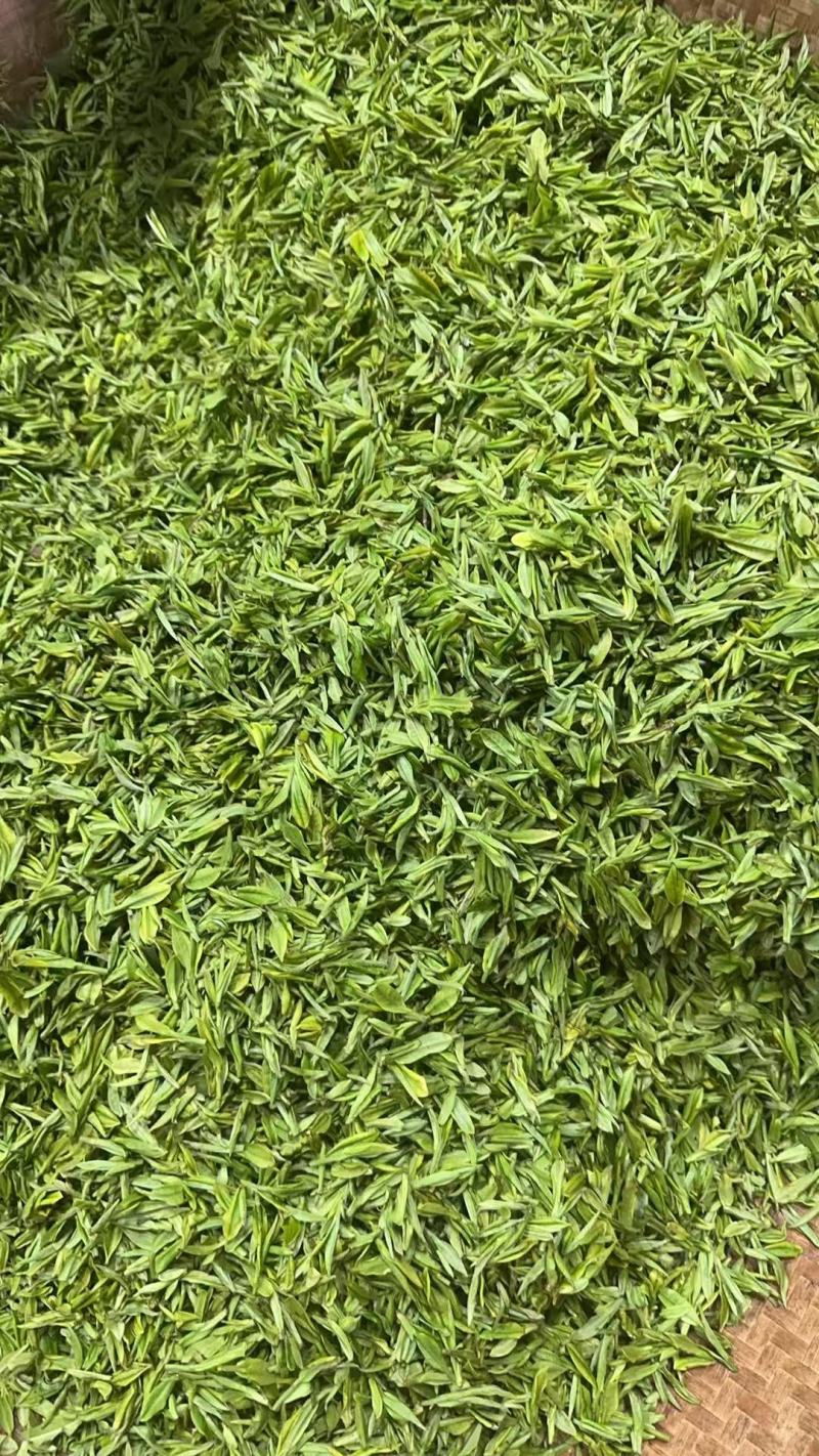 浙江湖州安吉白茶头采