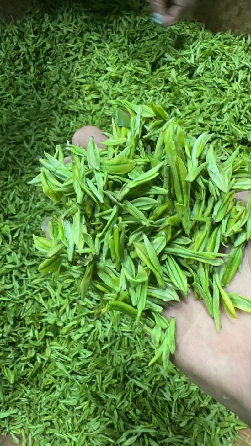 浙江湖州安吉白茶头采