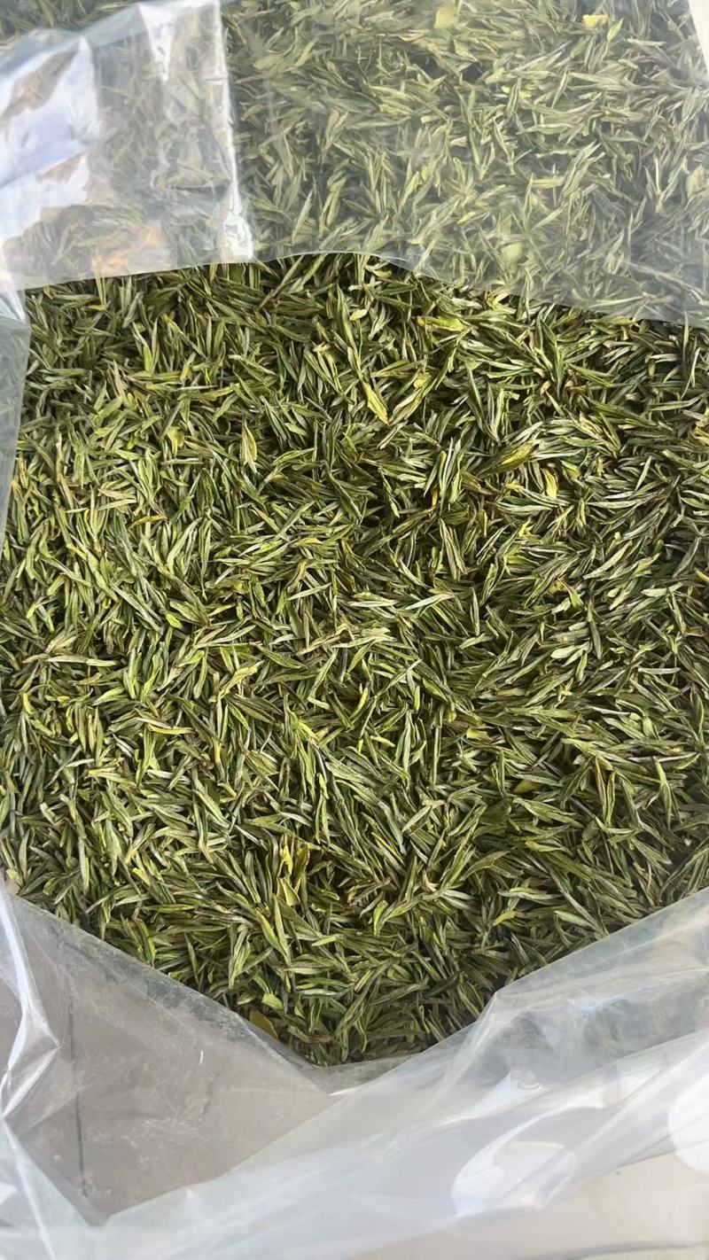 浙江湖州安吉白茶头采