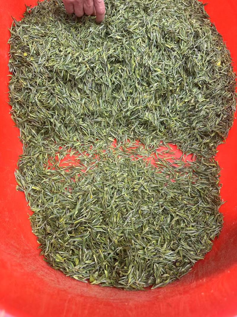 浙江湖州安吉白茶头采