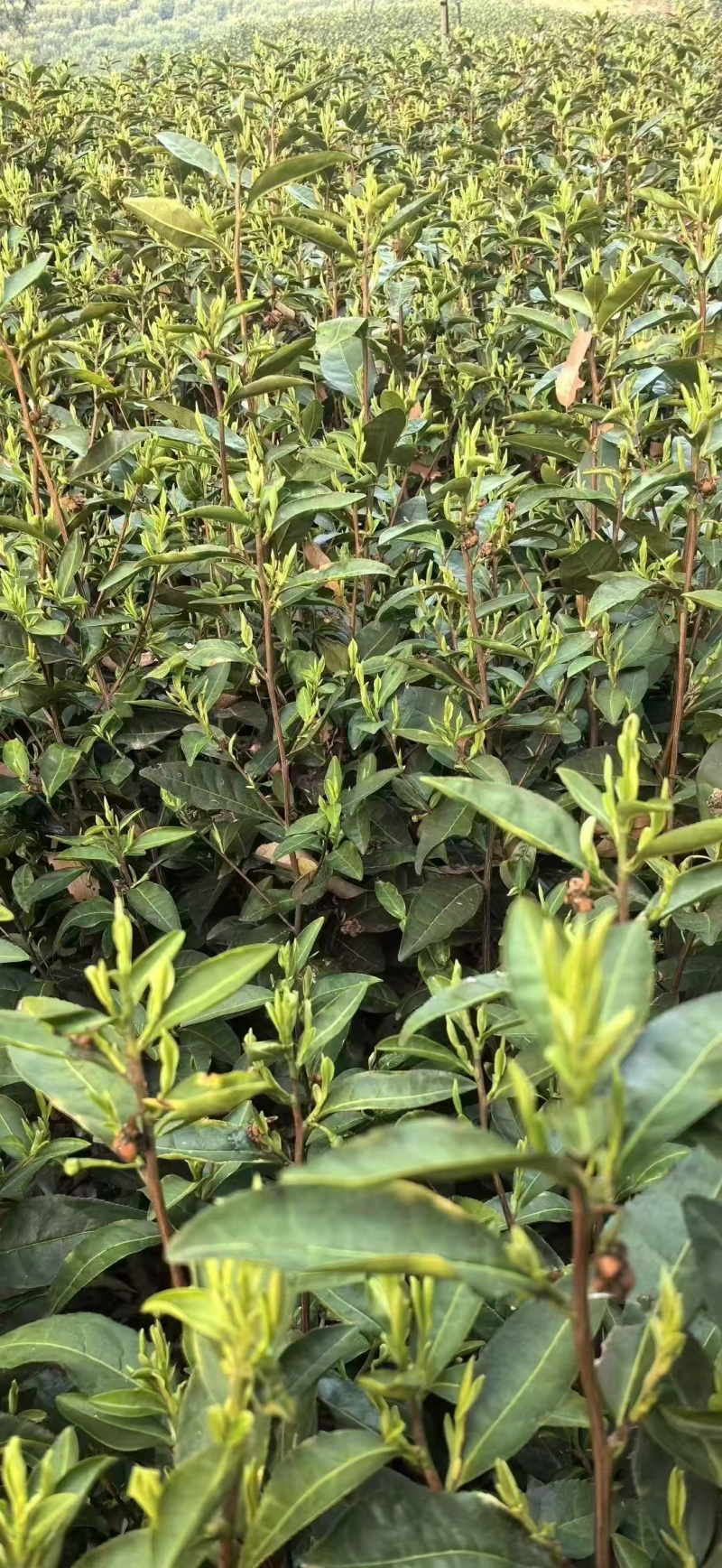 浙江湖州安吉白茶头采