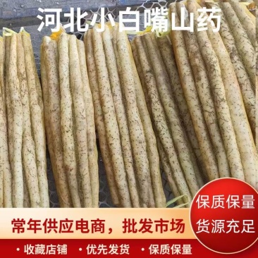 河北小白嘴山药，货源充足，供货稳定，欢迎全国采购商咨询