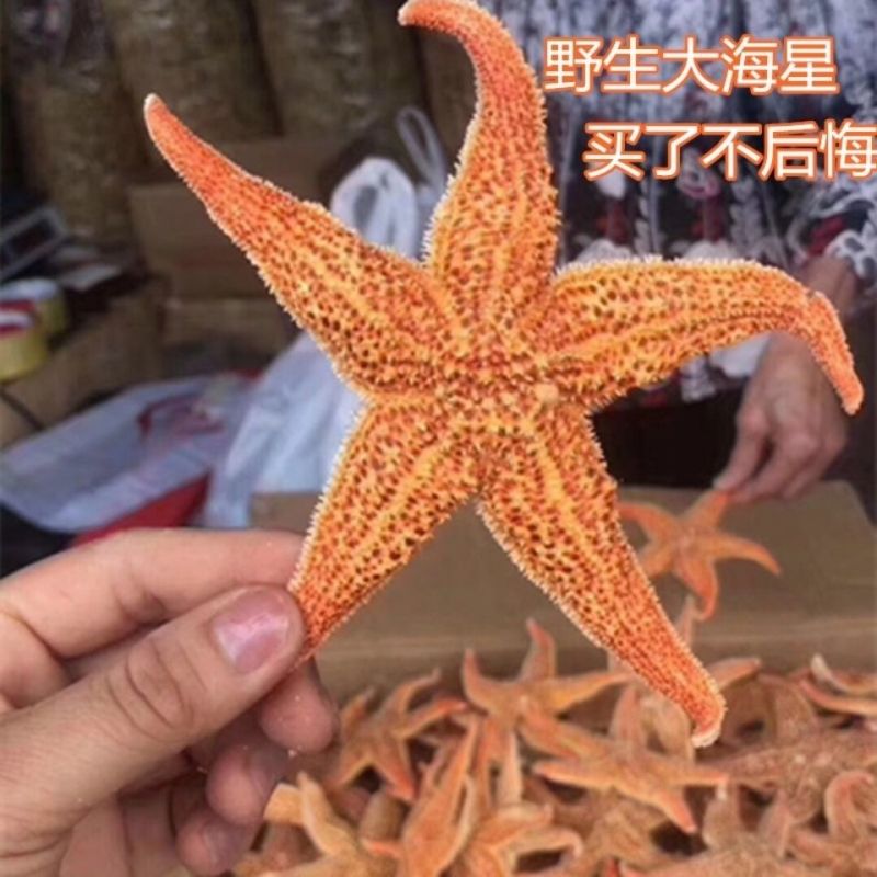 海星海五星海盘车海星干货正品煲汤泡酒