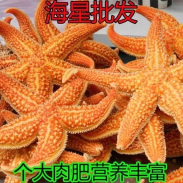 海星海五星海盘车海星干货正品煲汤泡酒