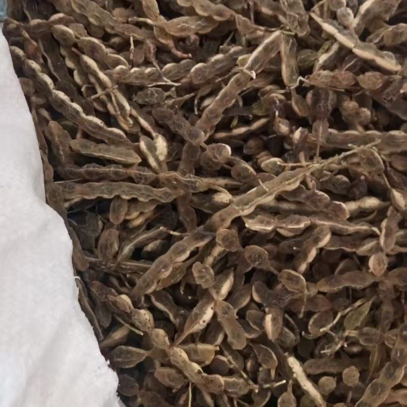 槐连豆大量有货，保质量，