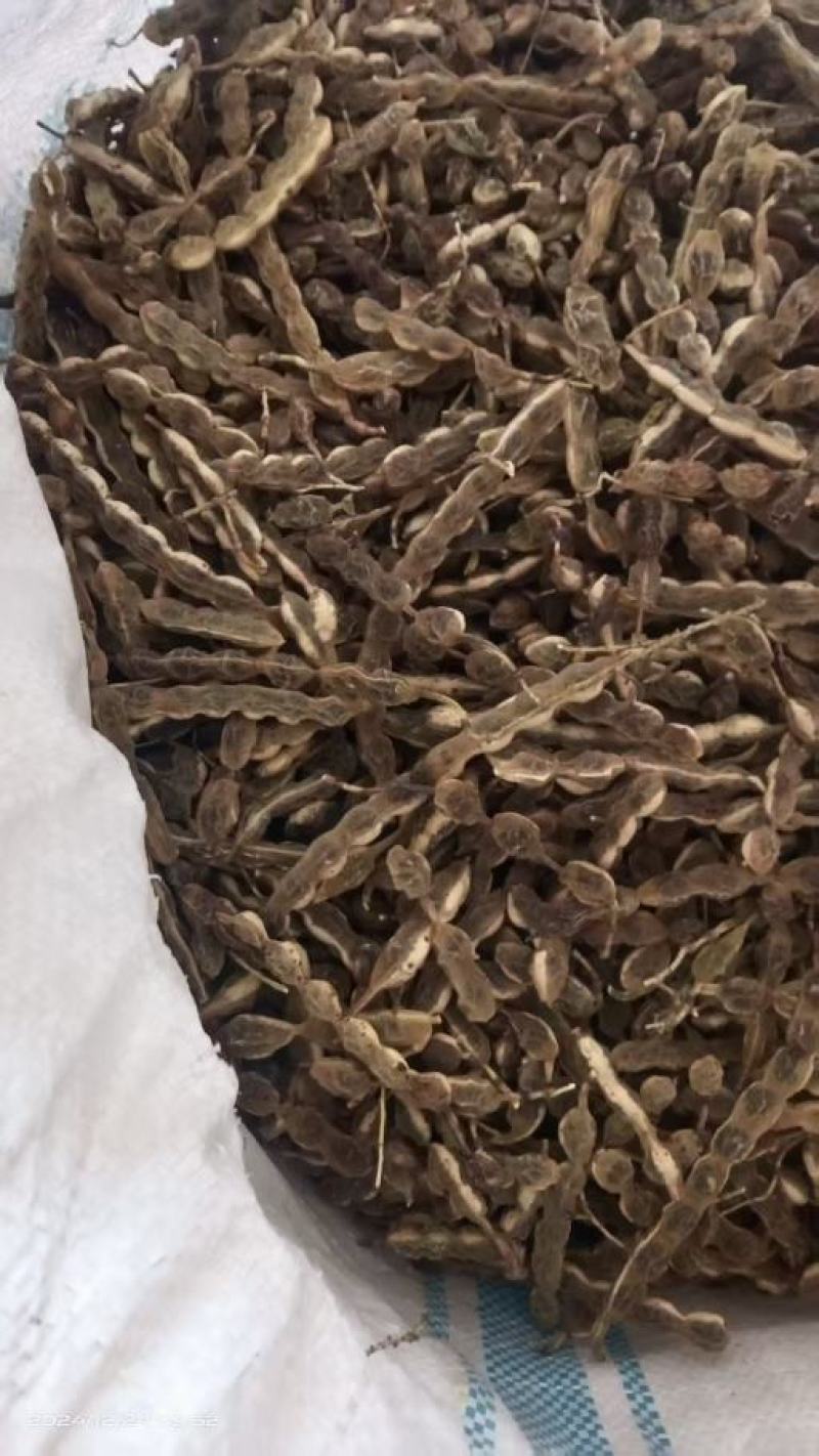 槐连豆大量有货，保质量，