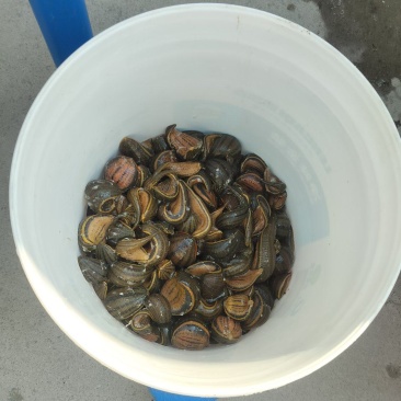 阜阳蚂蝗水蛭可以电话联系个头大均匀