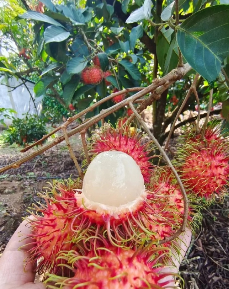 5斤红毛丹】顺丰当季新鲜毛丹果热带毛荔枝热销保亭水果1-