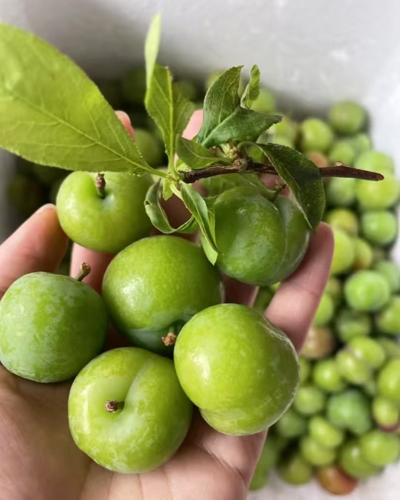 三月李广西李子（一手货源）量大价优，规格齐全可视频看货