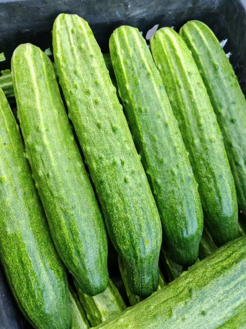 旱黄瓜。热卖。蔬菜之乡。质量放心新鲜发绿。好货，蔬菜基地