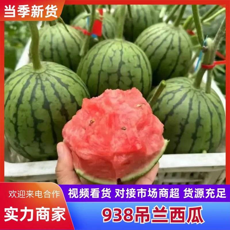 蒲城吊兰西瓜，全美2k西瓜，吊篮西瓜，手剥小西瓜