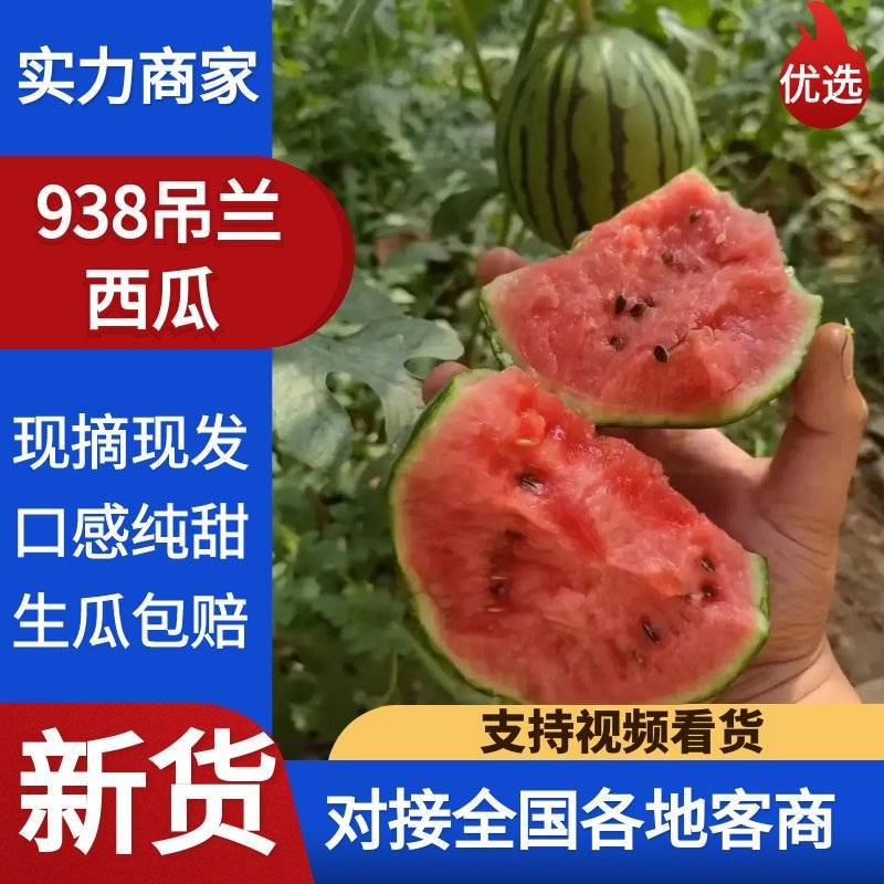 陕西蒲城938吊兰西瓜，吊篮西瓜，小糖丸小西瓜，2k西瓜